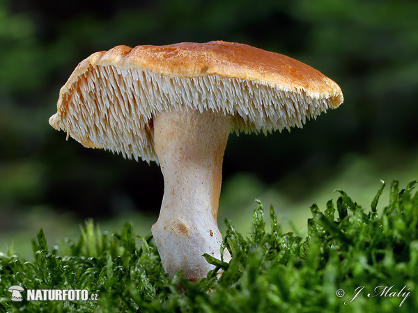 Terracotta Hedgehog Mushroom (Hydnum rufescens)