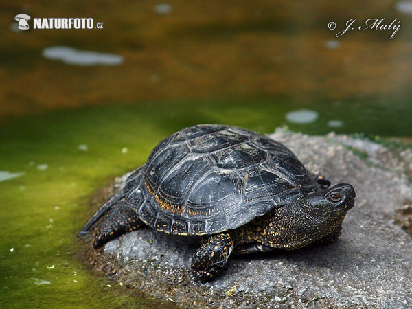 Testuggine palustre europea