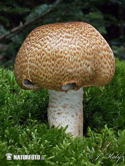 The Prince Mushroom (Agaricus augustus)