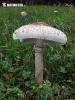 гриб зонтик - без определения