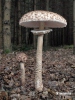гриб-зонтик большой