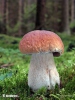 білий гриб