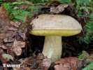 полубелый гриб