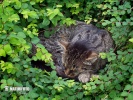 Лесной кот