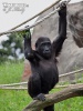 бикновена горила