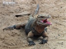 a iguana cubana