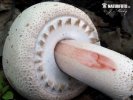 agaric blanc sanguinolent