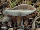 agarico dal piede striato