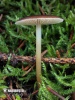 agarico delle pigne