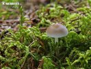 agarico delle pigne