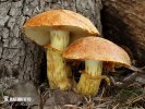 agarico fiammante gigante