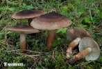 agarico imbricato