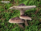 agarico imbricato