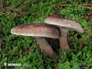 agarico imbricato