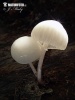 agarico mucoso