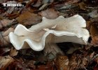 agarico nebbioso