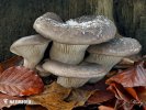 agarico ostreato