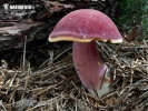 agarico rutilante