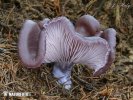 agarico violetto