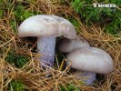 agarico violetto