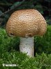 Agaricus augustus