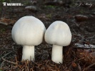 Agaricus xanthoderma