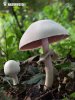 Agaricus xanthoderma