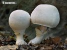 Agaricus xanthoderma