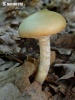 agrocybe précoce