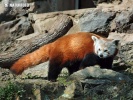 Ailurus fulgens