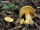 Alder Bolete