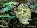 Amanita ceciliae