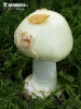 Amanita citrina