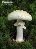 Amanita citrina