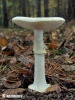 Amanita citrina