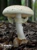 Amanita citrina