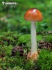 Amanita fulva