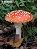 Amanita muscaria