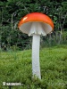 Amanita muscaria