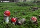 Amanita muscaria