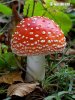 Amanita muscaria