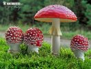 Amanita muscaria