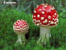 Amanita muscaria