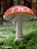 Amanita muscaria