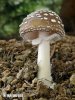 Amanita pantherina