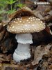 Amanita pantherina