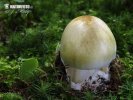 Amanita phalloides