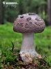 Amanita porphyria