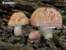 amanita rojiza