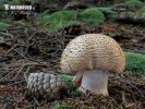 amanita rojiza